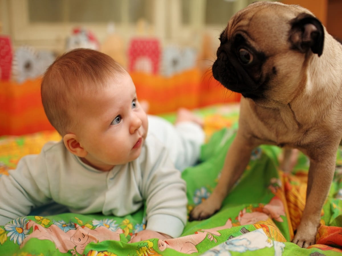 is it good to have dogs around babies